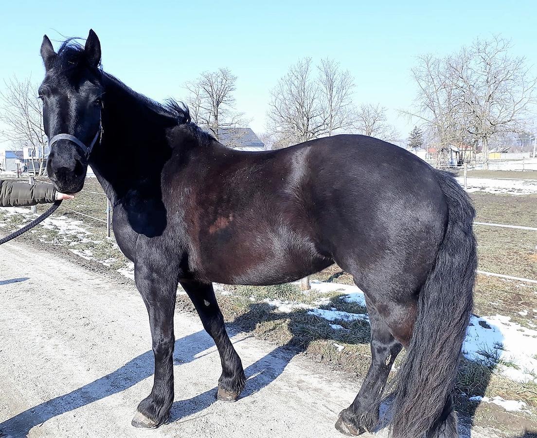 Hédervári Lovas Vendégház Hedervar Exterior foto